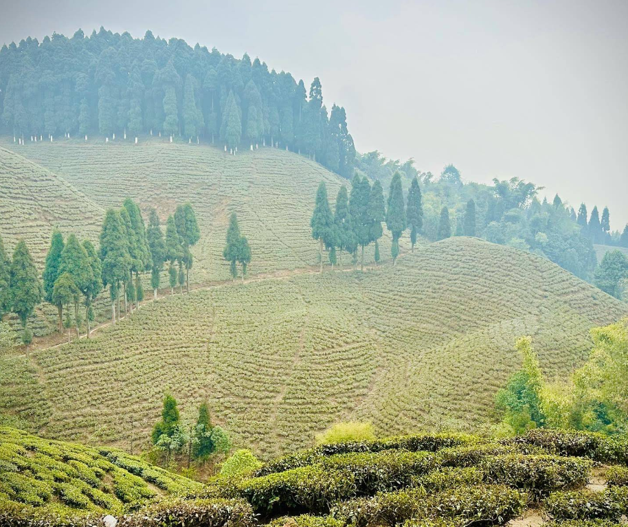 darjeeling tourist places