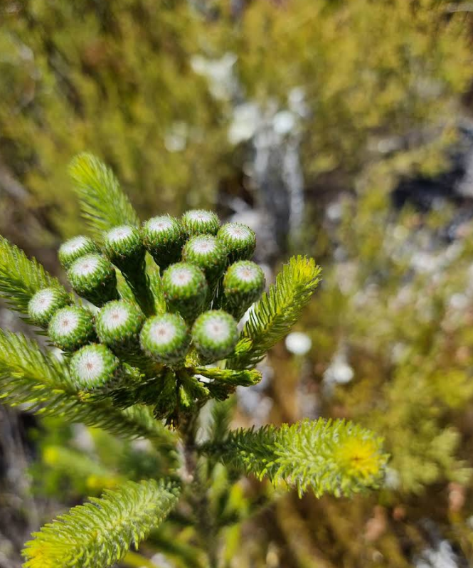 Kogelberg Nature Reserve 9