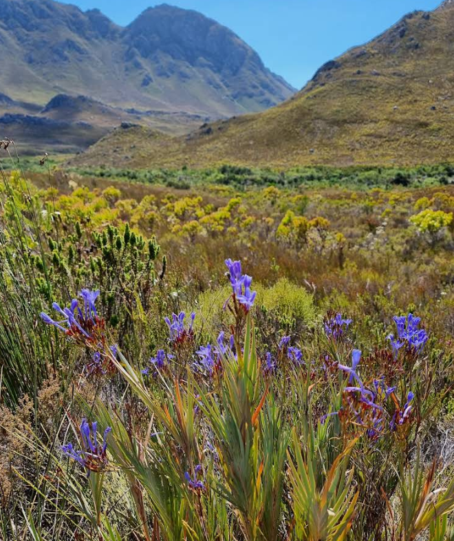 Kogelberg Nature Reserve 11