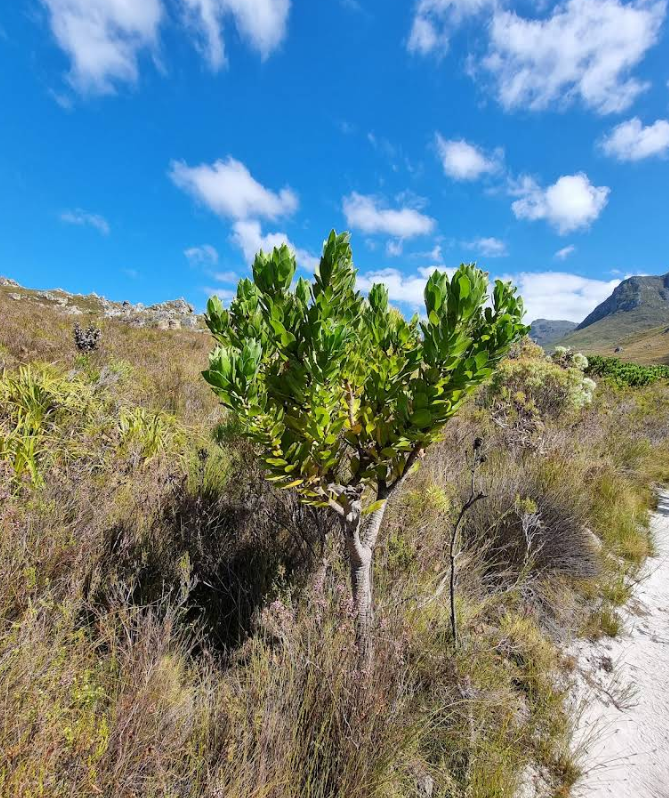 Kogelberg Nature Reserve 13