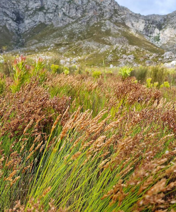 Kogelberg Nature Reserve 15
