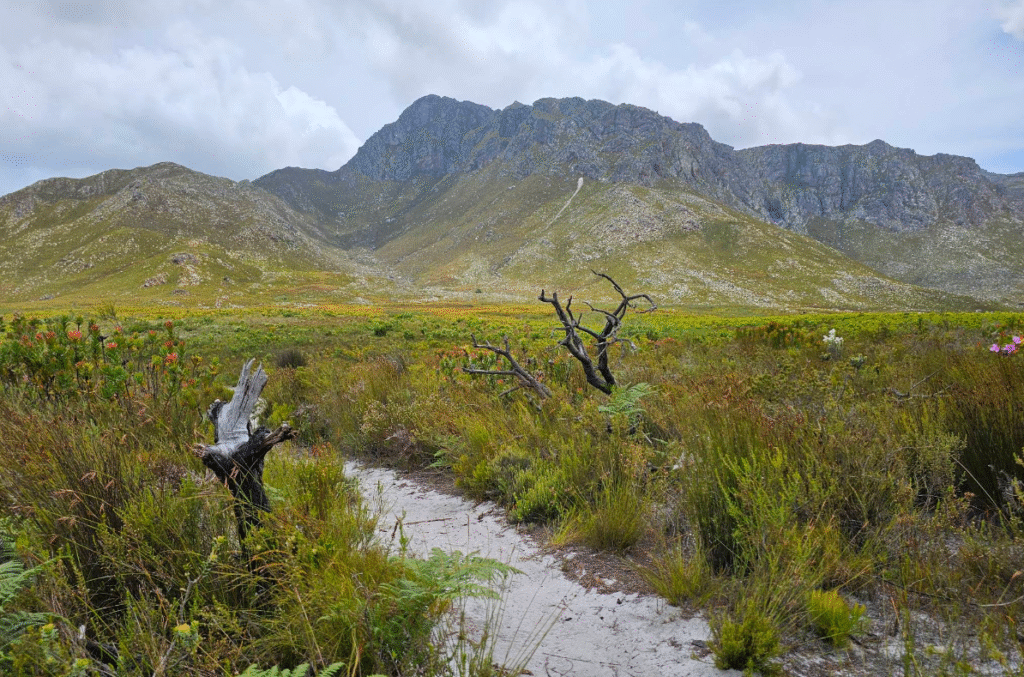 Kogelberg Nature Reserve 18
