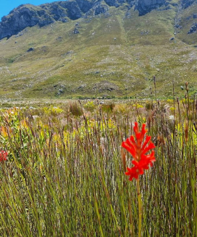 Kogelberg Nature Reserve 7